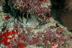 Velidhu - 2013_03_11 - IMG_0547rf_Cantigaster a selles - Canthigaster valentini_Kuda reef_Plongee